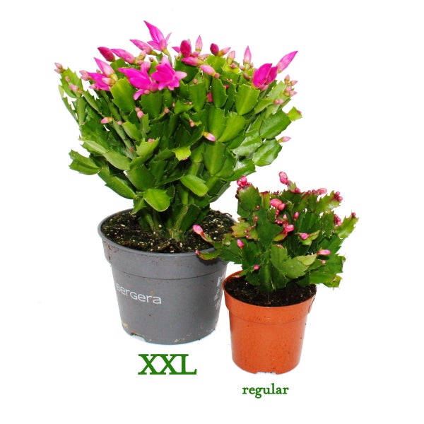 Großer Weihnachtskaktus Schlumbergera XXL 17cm Topf ca. 25-35cm hoch rosa Blüten leuchtend pink