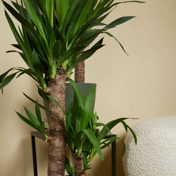 Bloomique - 2er Set - Yucca Elephantipes - Yucca Palme - Palmlilie - Zimmerpflanzen - Pflegeleicht - Luftreinigend - Höhe 60-70 cm - Topf 17 cm