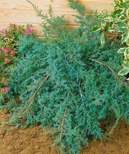 Kriechender Wacholder im Garten