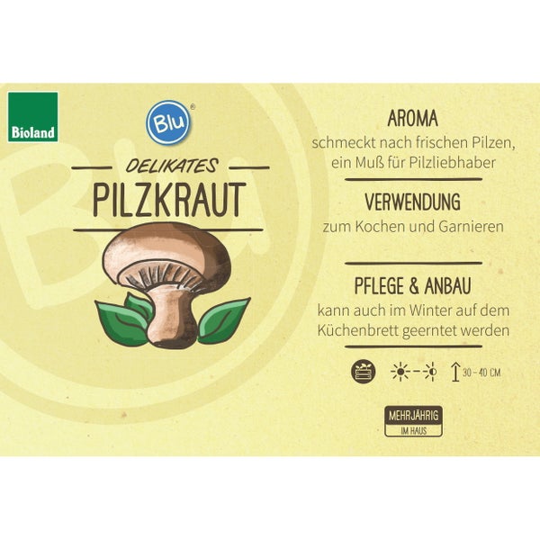 Pilzkraut in BIO-Qualität - Rungia klossii - Kräuterpflanze im 12cm Topf