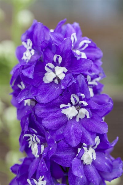 Delphinium 'Delphina Dark Blue With Bee', Rittersporn, dunkelblau, 2L Topf