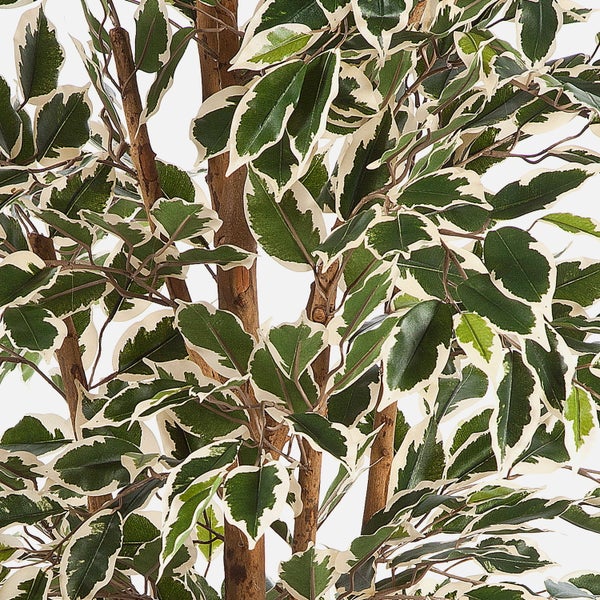 Nahaufnahme von Ficus Benjamina Blättern mit weißem Rand.