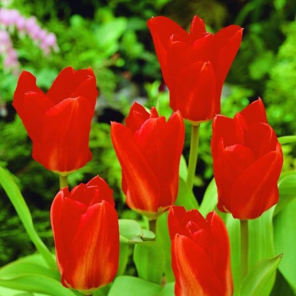 Nahaufnahme von roten Tulpen im Gartenbeet