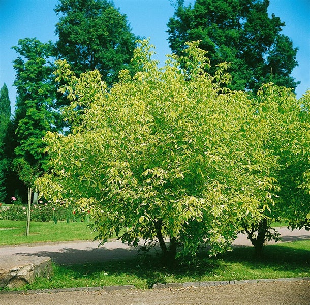 Baum mit grün-gelben Blättern im Park