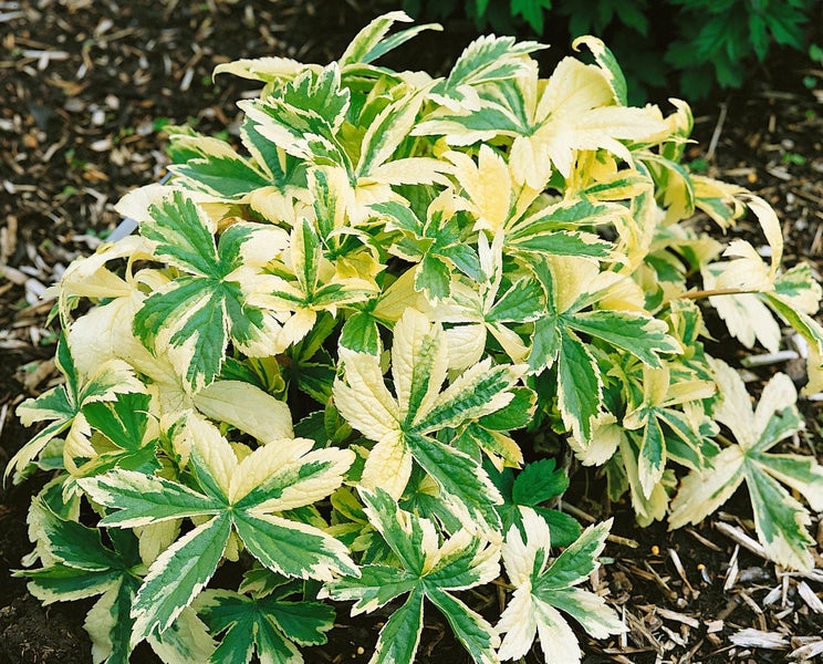 Büschelige Goldnessel mit grün-gelben Blättern im Beet