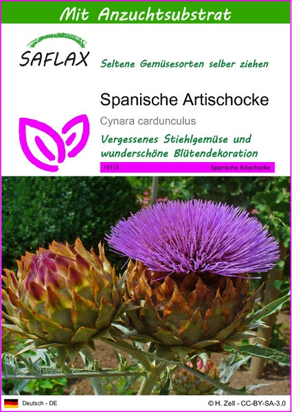 SAFLAX  - Spanische Artischocke - Cynara cardunculus - 50 Samen - Mit keimfreiem Anzuchtsubstrat