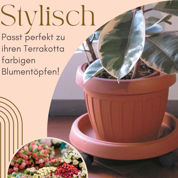 Pflanze in einem Terrakottafarbenen Blumentopf mit Untersetzer