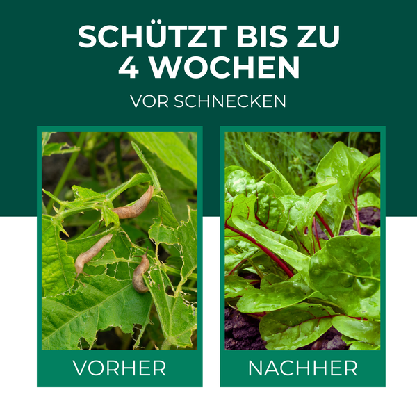 Silberkraft Schneckenkorn 200g – Regenfestes Schneckengranulat,Effektiver Schutz vor Nacktschnecken für Garten, Schnecken-frei für Gemüsebeet & Hochbeet