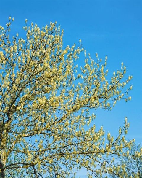 Acer negundo, Eschen-Ahorn, 100–125 cm