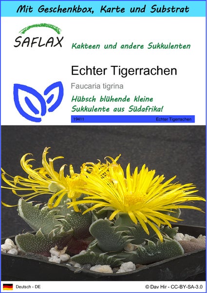 SAFLAX Geschenk Set - Echter Tigerrachen - Faucaria tigrina - 40 Samen - Mit Geschenkbox, Versandaufkleber, Geschenkkarte und Anzuchtsubstrat