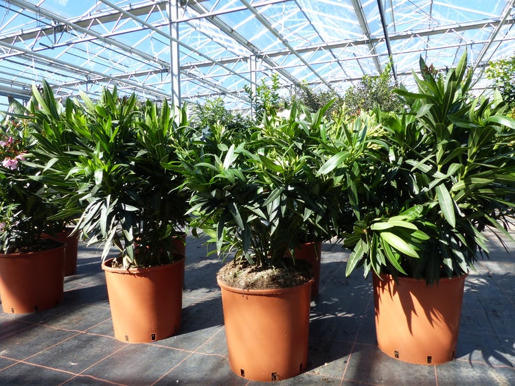 Oleander Pflanzen in Kunststofftöpfen in einem hellen Gewächshaus mit Glasdach.