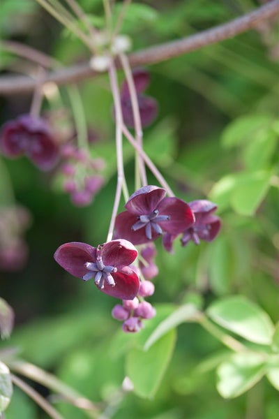 Akebia quinata, Klettergurke, 150–200 cm, duftend