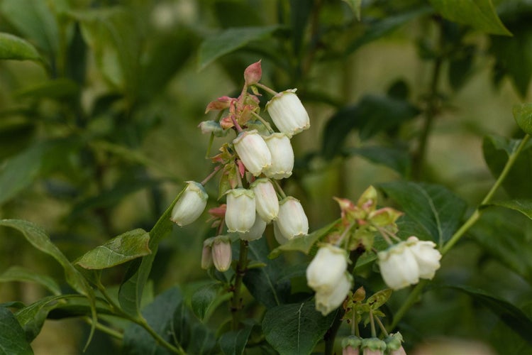 Nahaufnahme einer blühenden Heidelbeerpflanze mit weißen glockenförmigen Blüten an grünen Zweigen.