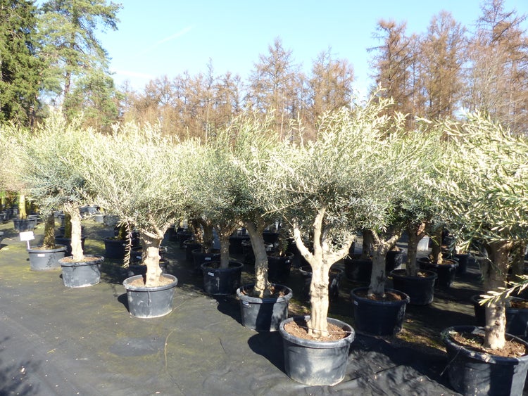 Olivenbaum Olea europaea im Pflanztopf vor einer Kulisse aus Palmen in einer Baumschule.
