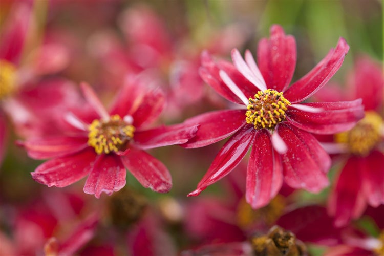 Coreopsis rosea 'Limerock Ruby', Mädchenauge, rubinrot, ca. 11x11 cm Topf