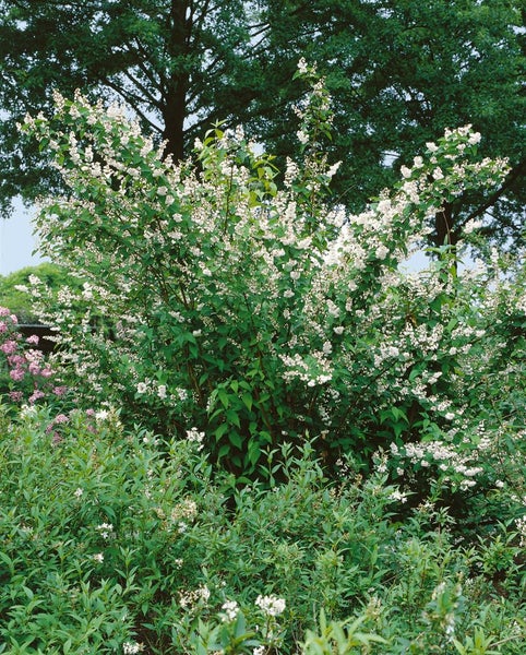 Deutzia scabra 'Plena', Maiblumenstrauch, gefüllt, 80–100 cm