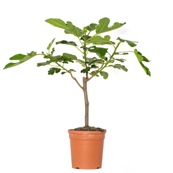 Ficus Carica Feigenbaum Obstbaum Winterhart HORNBACH