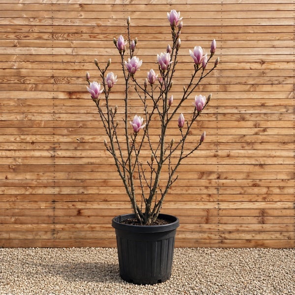 Magnolienstrauch in einem schwarzen Pflanztopf mit zarten Blüten vor einer Holzwand.