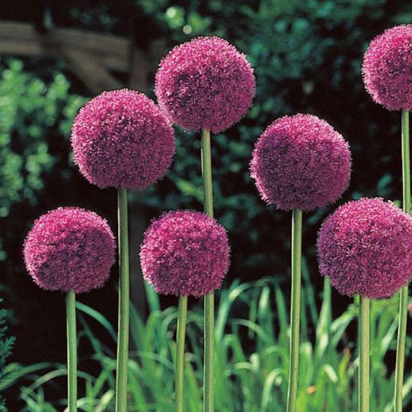 Mehrere Zierlauchblüten im Gartenbeet.