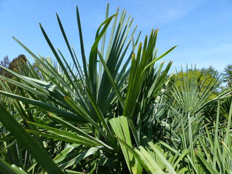 XXL Palme winterhart 180 - 190 cm Trachycarpus fortunei, Hanfpalme, Top-Qualität
