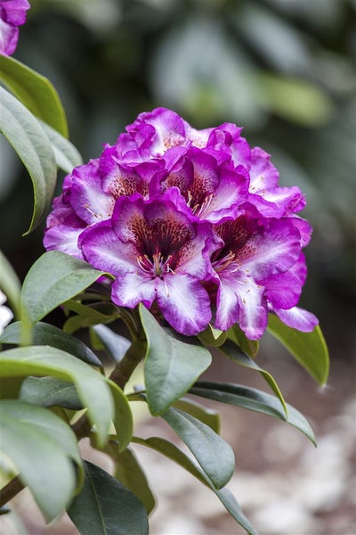 Rhododendron Hybr. 'Hans Hachmann', Rhododendron, rot, 30–40 cm