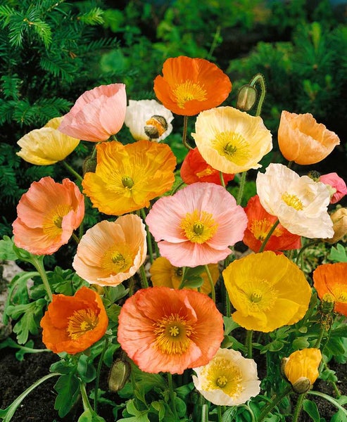 Papaver nudicaule 'Gartenzwerg', Islandmohn, bunt, ca. 9x9 cm Topf
