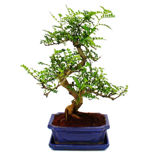 Bonsai - Zanthoxylum piperitum - ca. 8 Jahre - Geschenkset mit Dünger und Schere