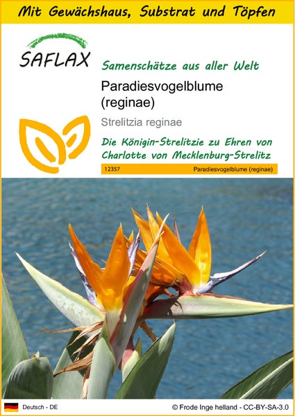SAFLAX Anzucht Set - Paradiesvogelblume (reginae) - Strelitzia reginae - 5 Samen - Mit Mini-Gewächshaus, Anzuchtsubstrat und 2 Töpfen