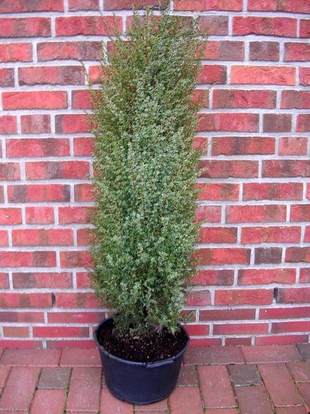 Juniperus communis Hibernica, Säulen-Wacholder, Höhe inklusive Topf: 120-130 cm