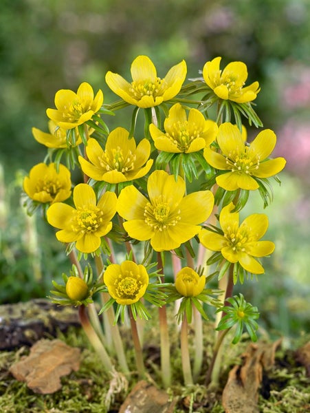 Gruppe von Winterlingen mit gelben Blüten und grünen Blättern