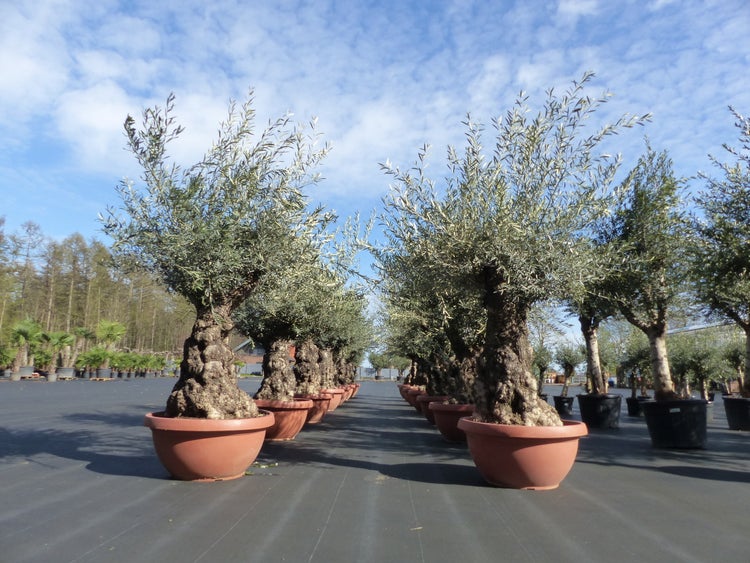 Olivenbäume mit knorrigem Stamm in großen Pflanzkübeln, aufgestellt in Reihen in einer Baumschule.