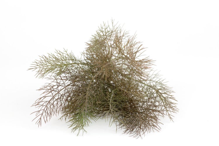 Foeniculum vulgare 'Rubrum', Bronze-Fenchel, ca. 9x9 cm Topf