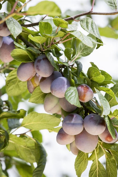 Prunus domestica 'Ruth Gerstetter', Pflaume, 150–200 cm