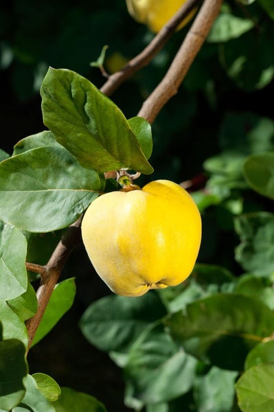 Cydonia 'Apfelquitte', Apfelquitte, 40 cm Stammhöhe