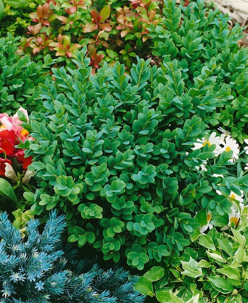 Buxus sempervirens 'Blauer Heinz', Buchsbaum, kompakt, 12–15 cm