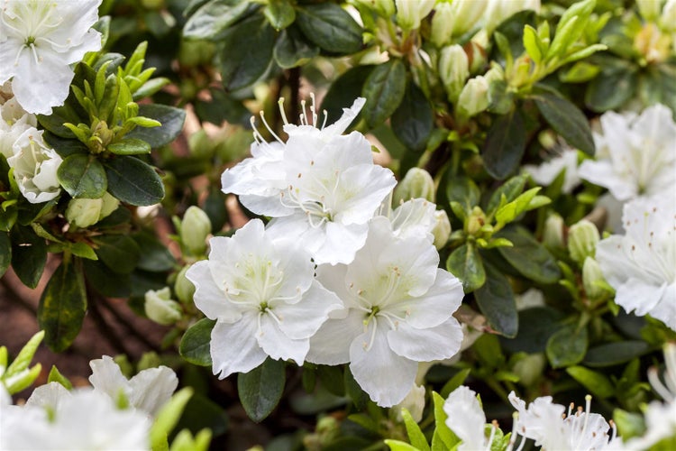 Rhododendron obtusum 'Maischnee', weiß, 20–25 cm