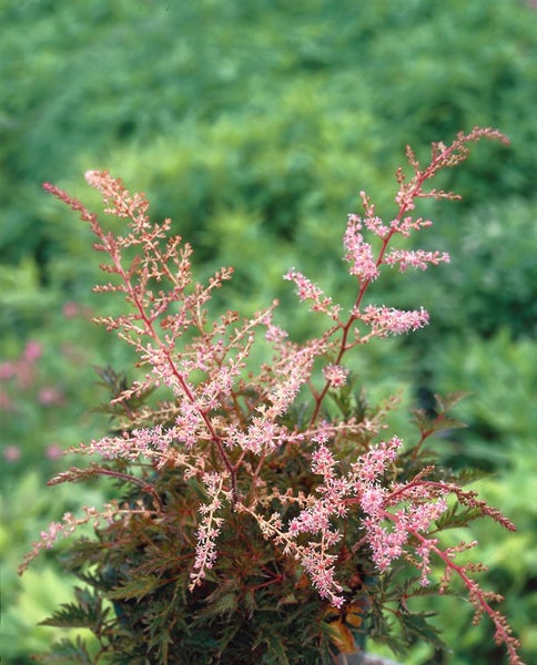 Astilbe glaberrima 'Sprite', Zwerg-Prachtspiere, rosa, ca. 9x9 cm Topf