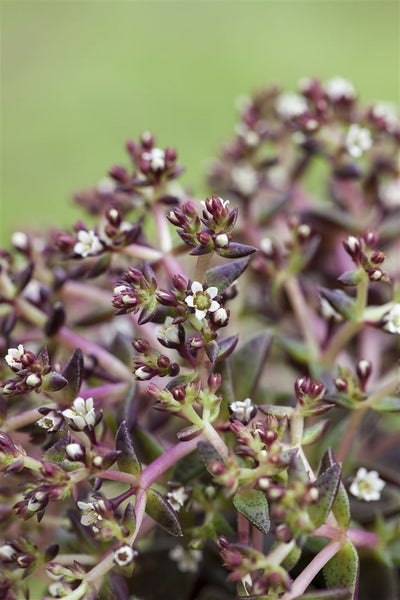 Sedum album, weißblühend, ca. 9x9 cm Topf