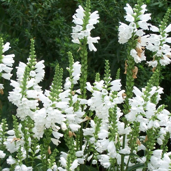 Gruppe von Gelenkblumen mit weißen Blüten