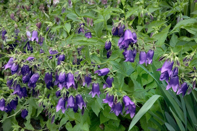Glockenblumen mit violetten Blüten und grünen Blättern.