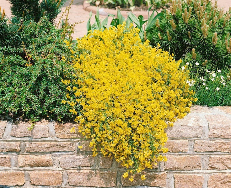 Genista lydia, Ginster, gelb, 30–40 cm