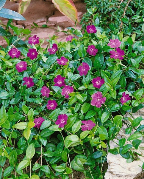 Vinca minor 'Rubra', Immergrün, rosa Blüten, ca. 9x9 cm Topf