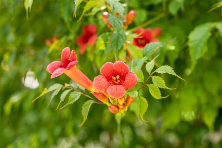 Nahaufnahme von Trompetenblumen mit grünen Blättern