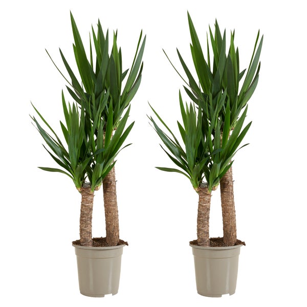 Bloomique - 2er Set - Yucca Elephantipes - Yucca Palme - Palmlilie - Zimmerpflanzen - Pflegeleicht - Luftreinigend - Höhe 80-100 cm - Topf 21 cm
