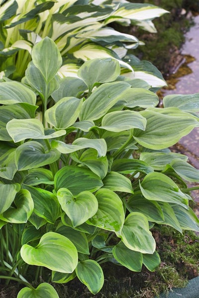 Hosta nakaiana 'Golden Tiara', Funkie, grün-gelb, ca. 11x11 cm Topf