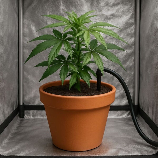 Pflanze in einem Tontopf mit Bewässerungssystem in einer Growbox mit Reflexionsfolie.