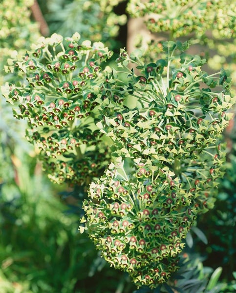 Nahaufnahme einer Wolfsmilchpflanze
