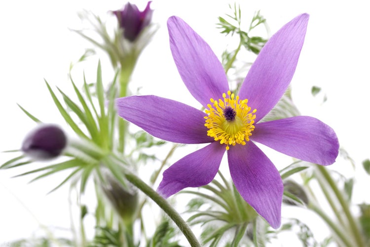 Pulsatilla vulgaris, Küchenschelle, violett, ca. 9x9 cm Topf