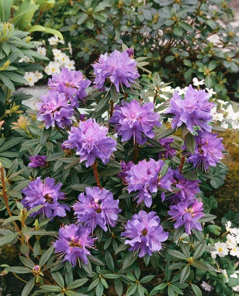 Rhododendron russatum 'Gletschernacht', violettblau, 20–25 cm