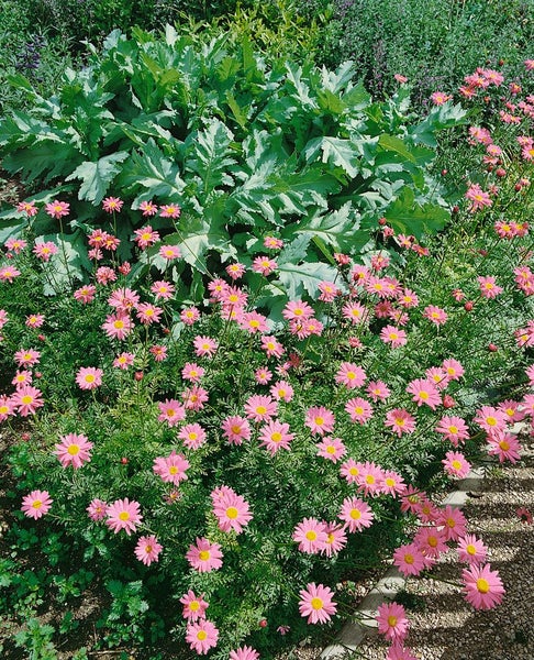Tanacetum coccineum 'Robinsons Rosa', rosa, ca. 9x9 cm Topf